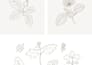 draw botanical illustration or flower illustration